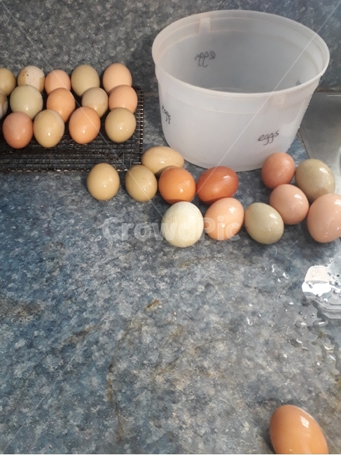 계란,달걀,알,삻은계란,egg