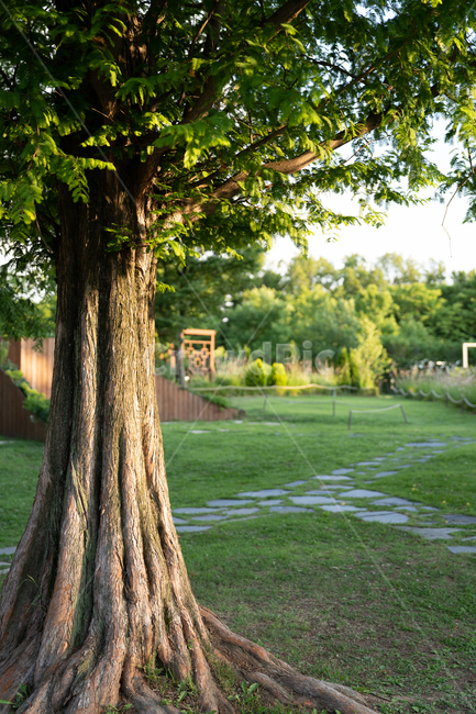 plant,식물,tree,나무,나무줄기,treetrunk,식물,자연,plants,nature,나무,trees,wood