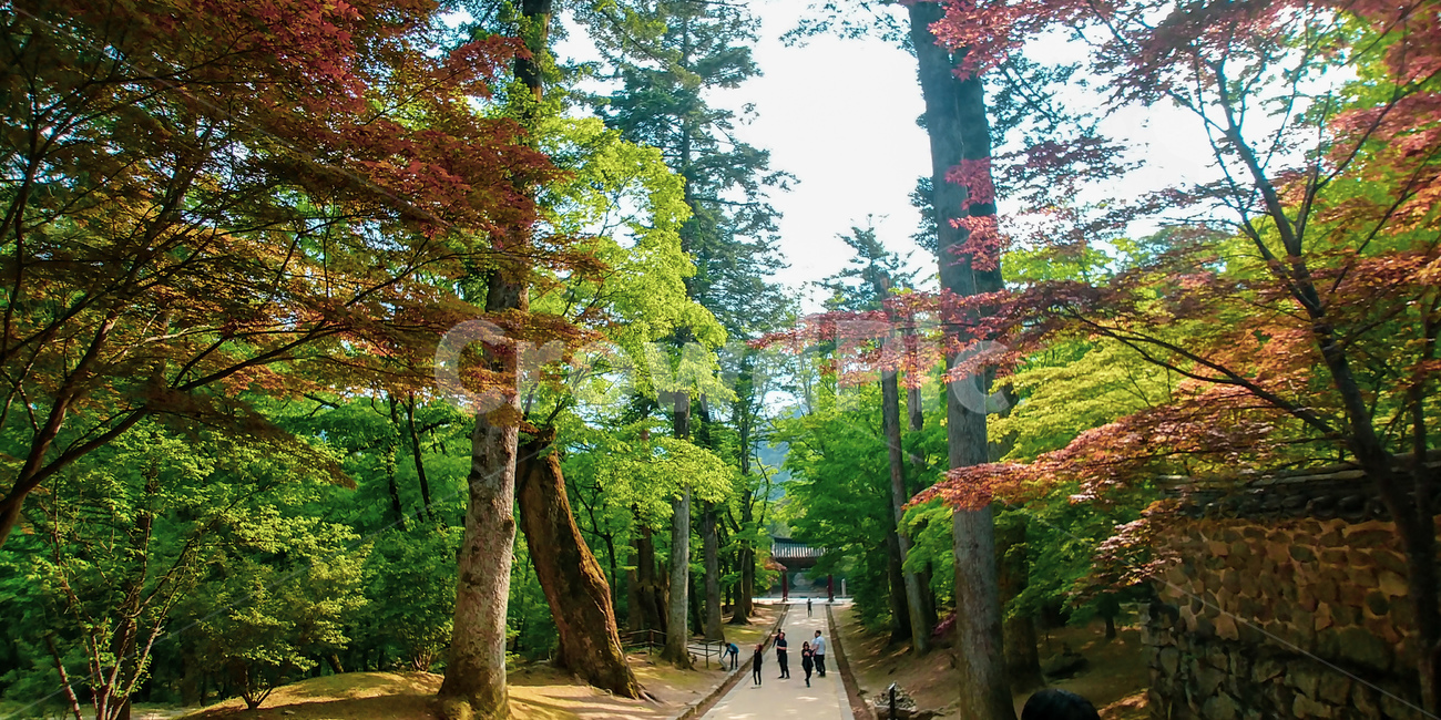해인사,해인사입구,사찰,불교,절,절입구,사찰입구,한국문화,관광명소,조계종,숲속,숲길,숲