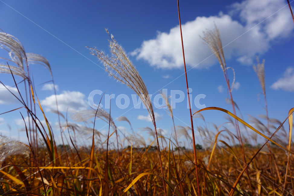 하늘공원,핑크뮬리,pinkmull,상암동,가을,풍경,갈대,갈대밭,가을,계절,fall,autumn,season,자연,풍경,nature,landscape,grass,잔디,plant,식물,lawn