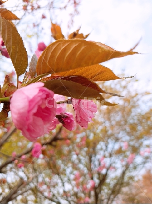 겹벚꽃,flower,꽃,blossom,봄,식물,자연,plants,nature,꽃,flower