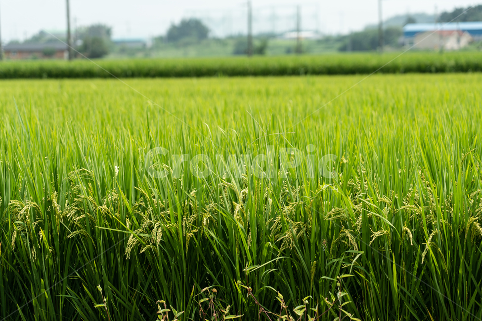 벼,논,쌀,식물,rice