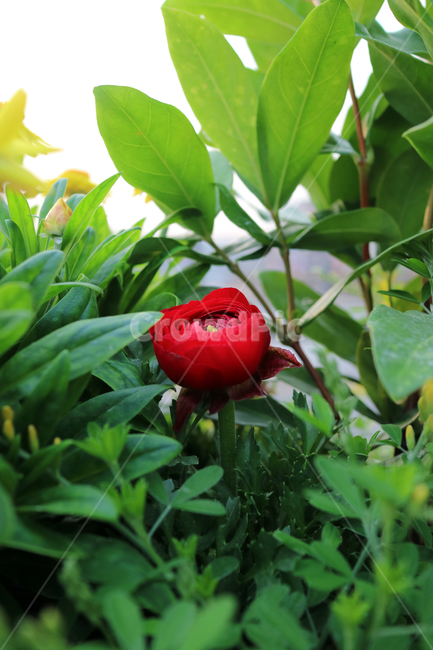 꽃,flowers,봄,계절,식물,자연,꽃밭,정원,아름다움,뷰티,배경이미지,백그라운드,배경,클로즈업,가드닝,텃밭,화려한,꽃잎,꽃송이,꽃봉오리,양귀비,양귀비꽃,빨강,빨간꽃,식물,자연,plants,nature,꽃,flower