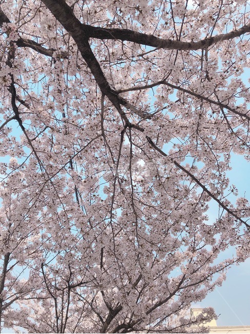 벚꽃,봄,꽃놀이,꽃나무,핑크,블로썸,하늘,자연,봄,계절,spring,season,plant,식물,blossom,꽃,cherry blossom,flower