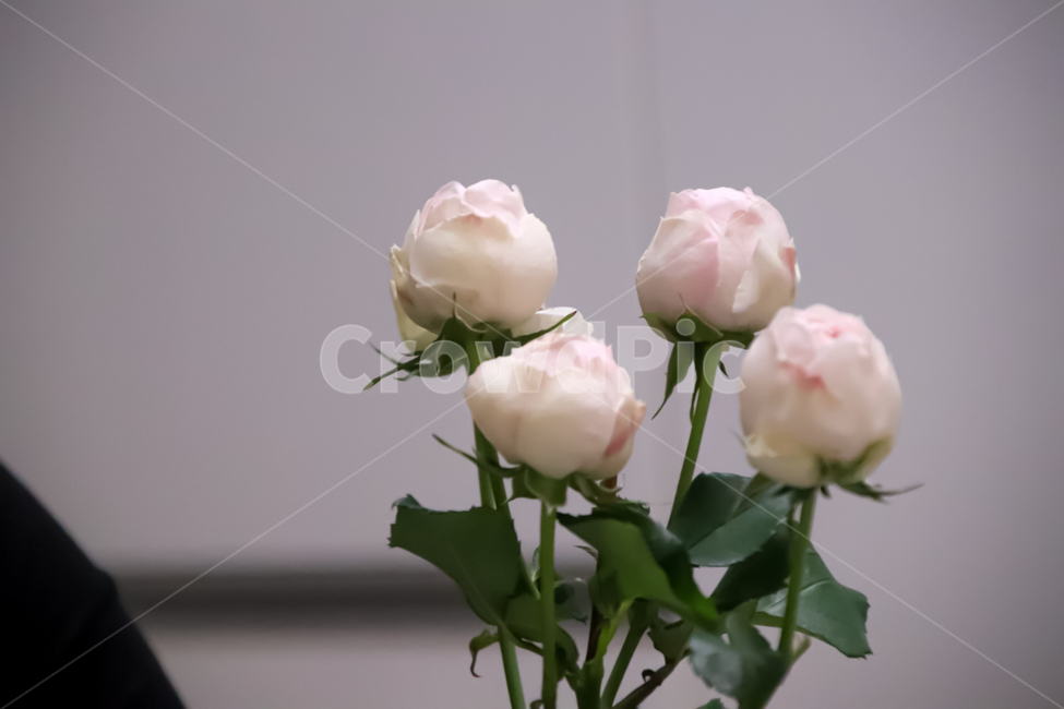 blossom,꽃,rose,장미,flower,plant,식물,식물,자연,plants,nature,꽃,flower