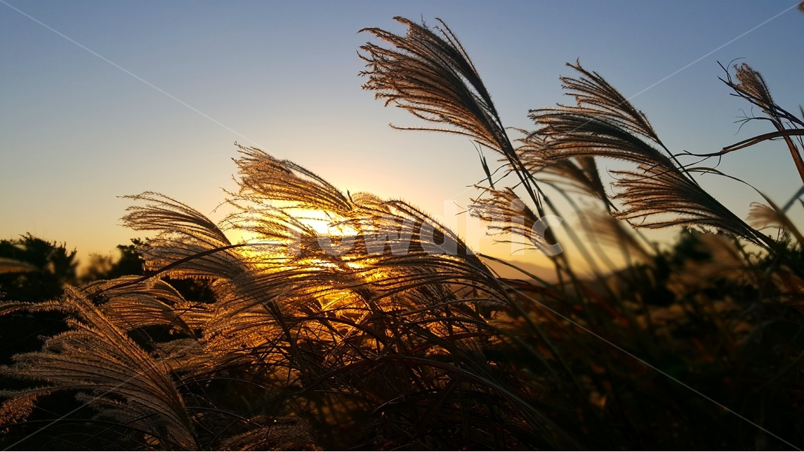 일출,노을,풍경,감성,제주,제주풍경,하늘,구름,자연,식물,자연,plants,nature