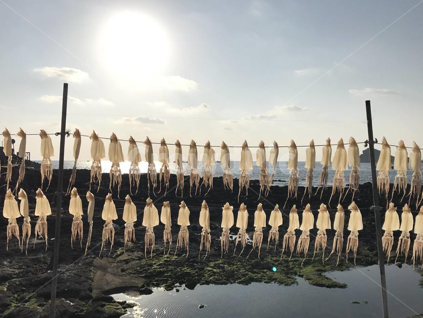 제주도,바다,오징어,한치,풍경,자연,하늘,시골,제주도,jeju,jeju island,음식,식재료,요리,food,cook,meal,dishes,food reserves,수산물,해산물,fishery products,seafood,water,물,waterfront,워터 프론트,port,포트,dock,독,pier,교각,lamp,램프,chandelier,샹들리에