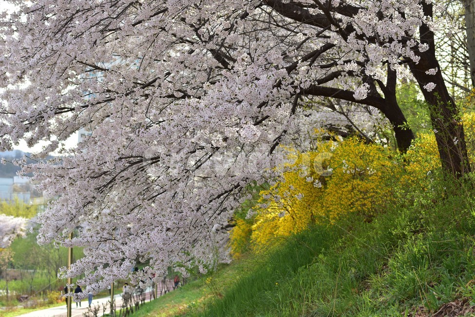 blossom,꽃,flower,봄,벚꽃,양재동,양재천,개나리,봄꽃,봄,계절,spring,season