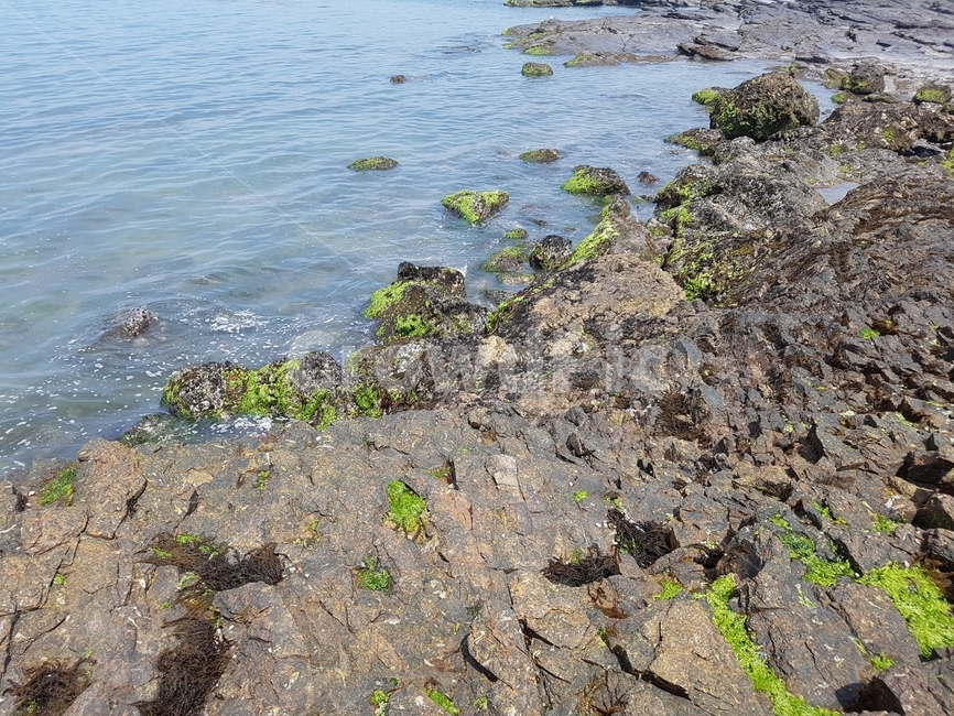 채석강,바다,돌,부안,적벽강,자연,풍경,nature,landscape,plant,식물,ground,바닥,algae,조류
