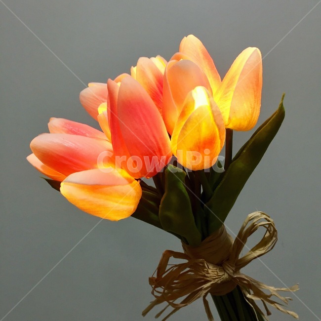 꽃,전구꽃,회색배경,그레이,주황색꽃,감성,꽃다발,꽃,flower,기념일,축하,anniversary,congratulation,celebrate,celebration