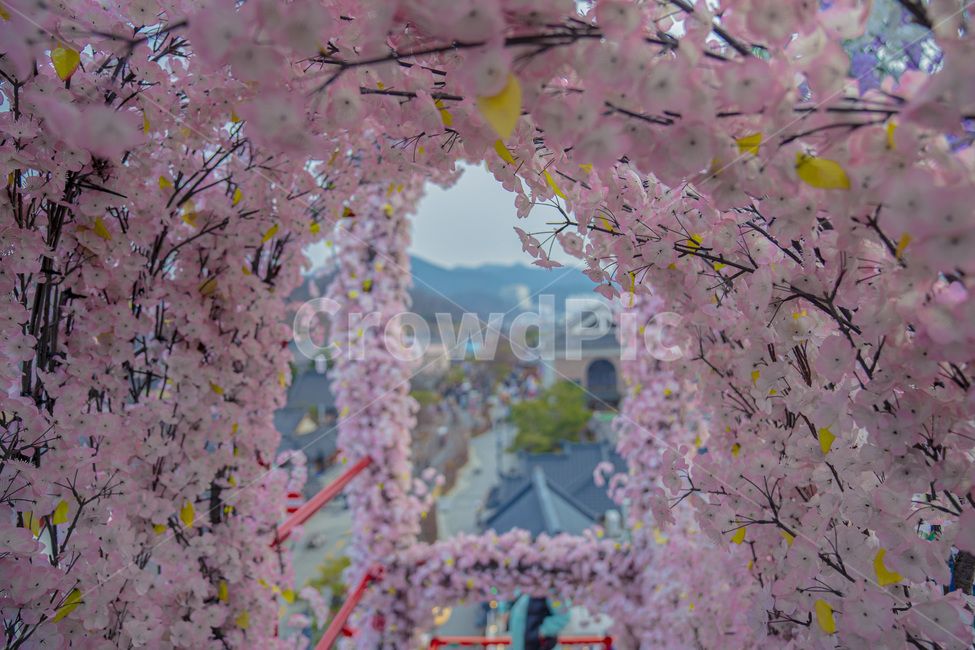 감성,핑크,벚꽃,한옥마을,전주한옥마을,감성사진,plant,식물,flower,blossom,꽃