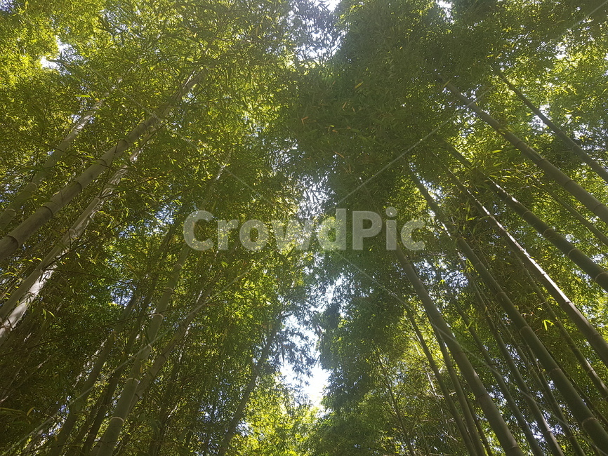 plant,식물,대나무,대나무숲,자연