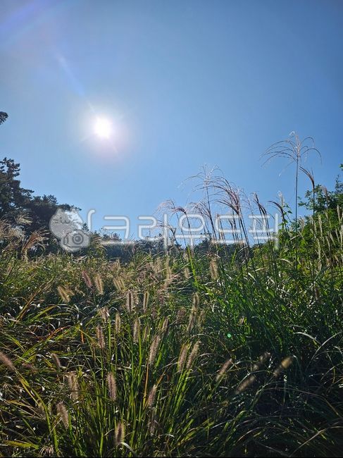 갈대,플레어,하늘,빛,가을,초목,햇빛,reed,flare,light,sunlight