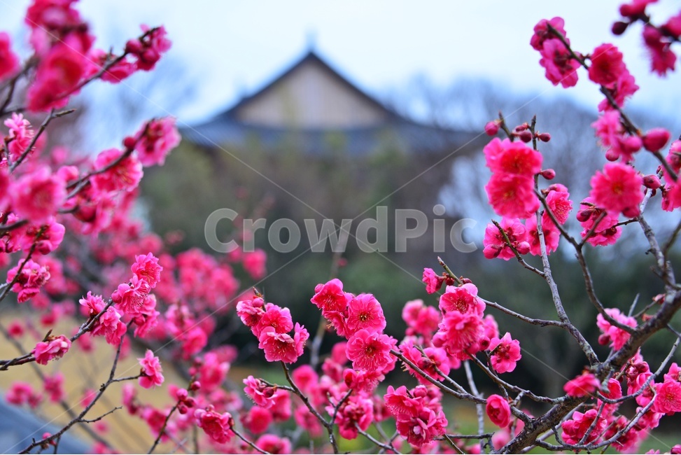 plant,식물,blossom,flower,꽃,홍매화,매화,매실,봄,봄꽃,계절,무안,초의선사탄생지,식물,자연,plants,nature,꽃,flower