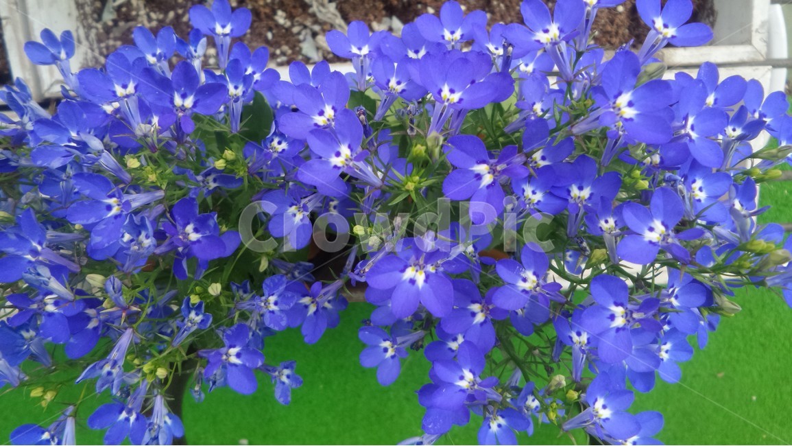 로벨리아,숫잔대과,일년생초,독풀,남보라꽃,원예식물,식물,자연,plants,nature,꽃,flower