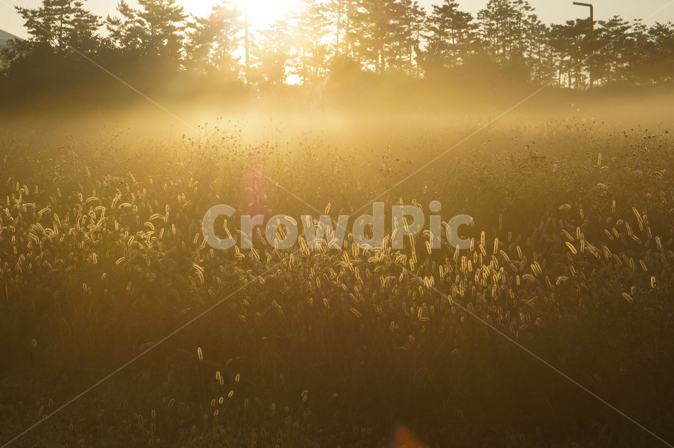 빛,아침,개망초,풍경,자연,light,flare,플레어,nature,weather,날씨