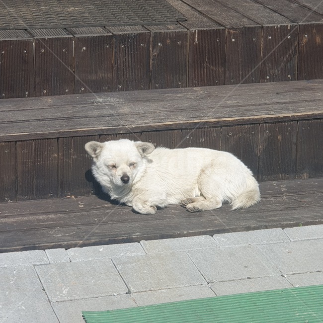 강아지,졸림,햇빛,귀여움,dog