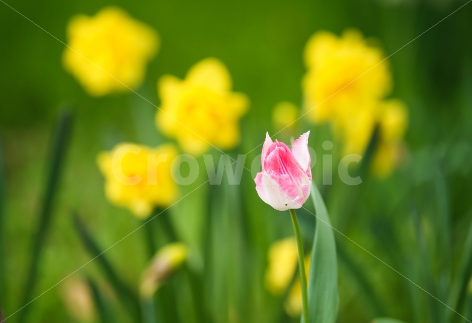 튤립,수선화,분홍색,노랑색,녹색,봄,식물,자연,plants,nature,꽃,flower,감성,sensible,feeling