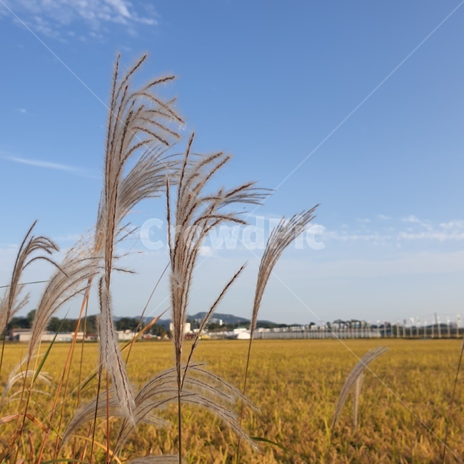 식물,plant,억새,갈대,reed,가을,계절,fall,autumn,season,grass,잔디