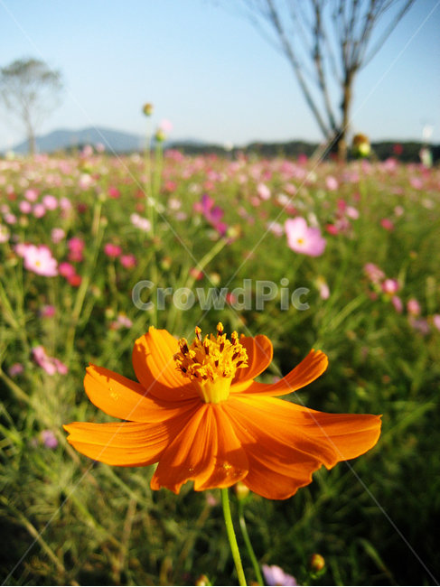 코스모스,가을,파란하늘,예쁜꽃,fall,autumn,bluesky,plant,식물,식물,자연,plants,nature,꽃,flower