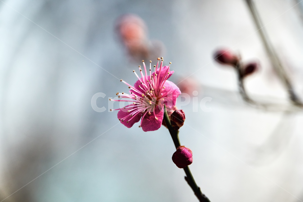 홍매화,매화,꽃,매화꽃,자주색,접사,붉은색,tree,blossom,plum,flower,pink,leaf,sky,nature,floral