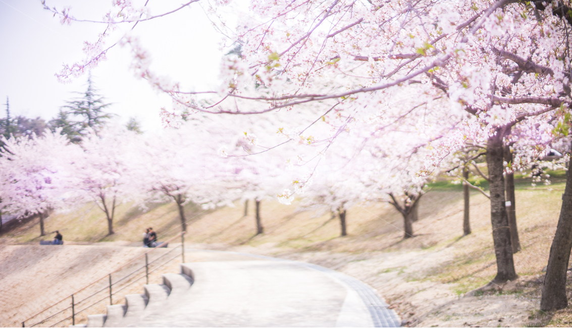 봄,벚꽃,분홍,채리블라썸,꽃,화려함,벚나무,나무,봄,계절,spring,season,자연,풍경,nature,landscape,휴식,힐링,rest,relaxation,healing,plant,식물
