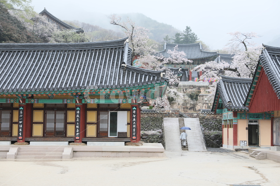 구례,화엄사,사찰,전통가옥,절,봄,계절,spring,season,한국전통,한국문화,korean traditional,korean culture,종교,신앙,religion,belief,faith,architecture,건축물,building,건물,worship,예배,pagoda,탑,temple,신전,shrine,신사
