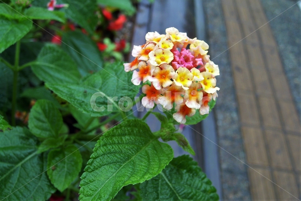 란타나,원예,정원,7색,칠변화,lantana,sevencolor,plant,bloom,flower,꽃,자연,beautiful,식물,자연,plants,nature,꽃,flower