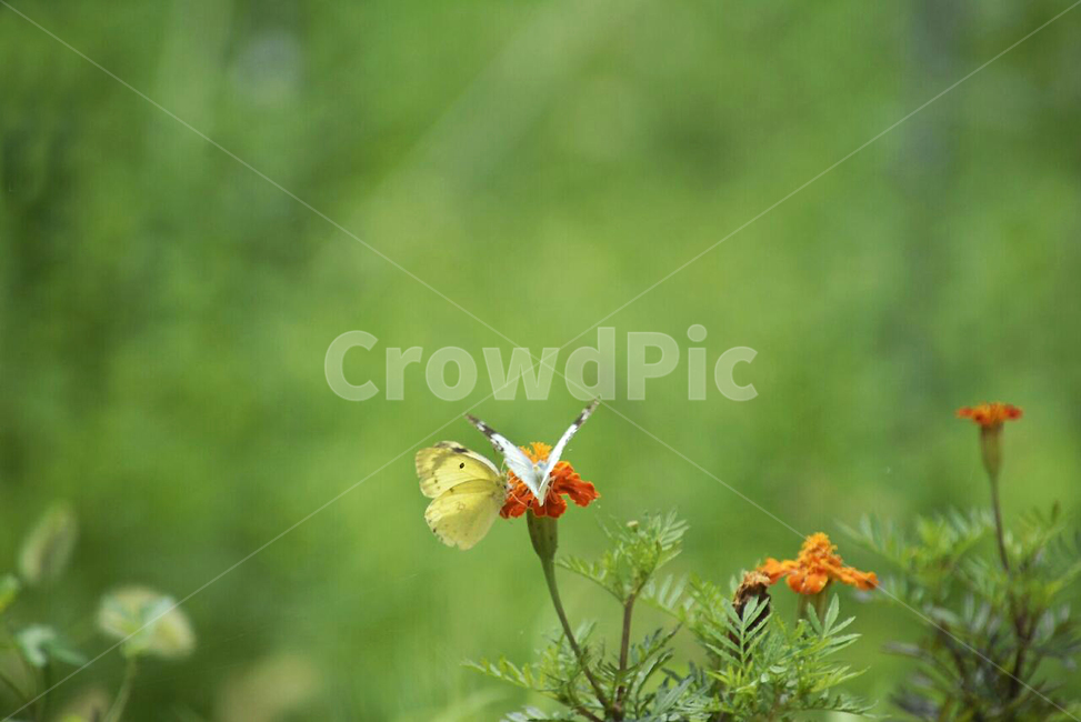 나비,butterfly,자연,꽃에앉은나비,꽃과나비,동물,animal,곤충,벌레,insect,bug