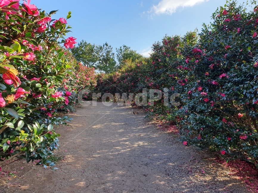 plant,식물,길,옥외,정원,흙길,바닥,식물,자연,plants,nature,꽃,flower