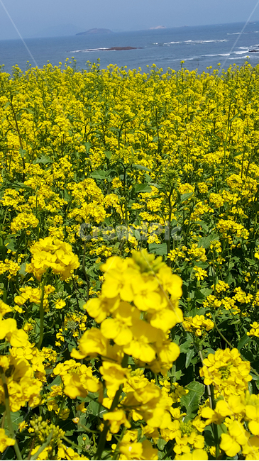 변산반도,유채꽃,유채꽃밭,해변,풍경,봄,계절,spring,season,식물,자연,plants,nature,꽃,flower,field,들,outdoors,옥외,grassland,목초지,meadow,farm,농장,rural,농촌