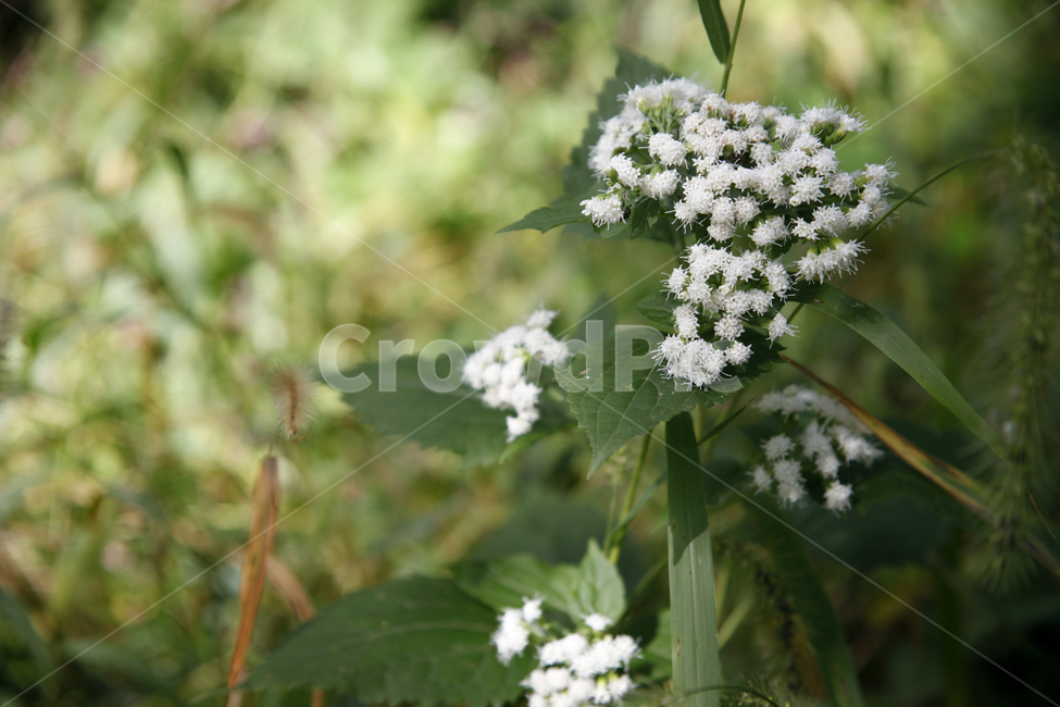 야외,공원,들,숲,꽃,들꽃,야생,자연,식물,풀,식물,자연,plants,nature,꽃,flower