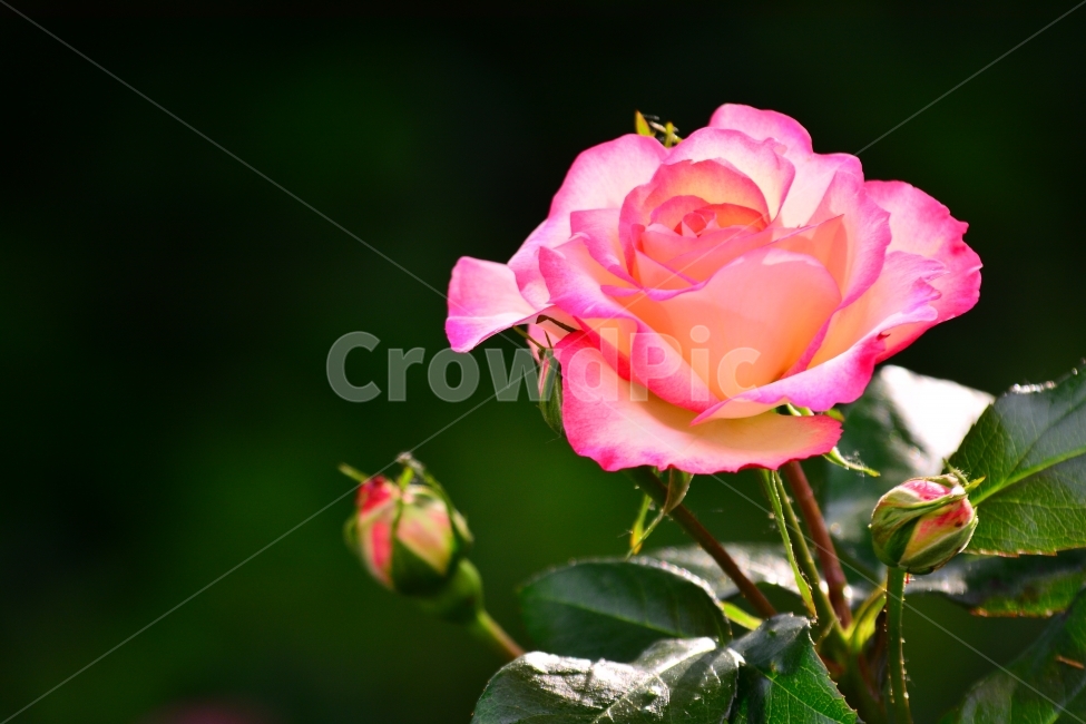 장미,로즈,ROSE,우아한,화려한,향기,향수,화장품,코스메틱,봄꽃,식물,시안,광고,홍보,편집,sns,ebook,배경,화초,초록,녹색,green,5월의여왕,가시,엘레강스,장미원,장미축제,정원,가든,앞뜰,화단,공원,FLOWERS,GREEN,잡지,출판,마케팅,전단,축제,나들이,5월,꽃잎,꽃송이,나무꽃,SPRING,PARK,식물,자연,plants,nature,꽃,flower