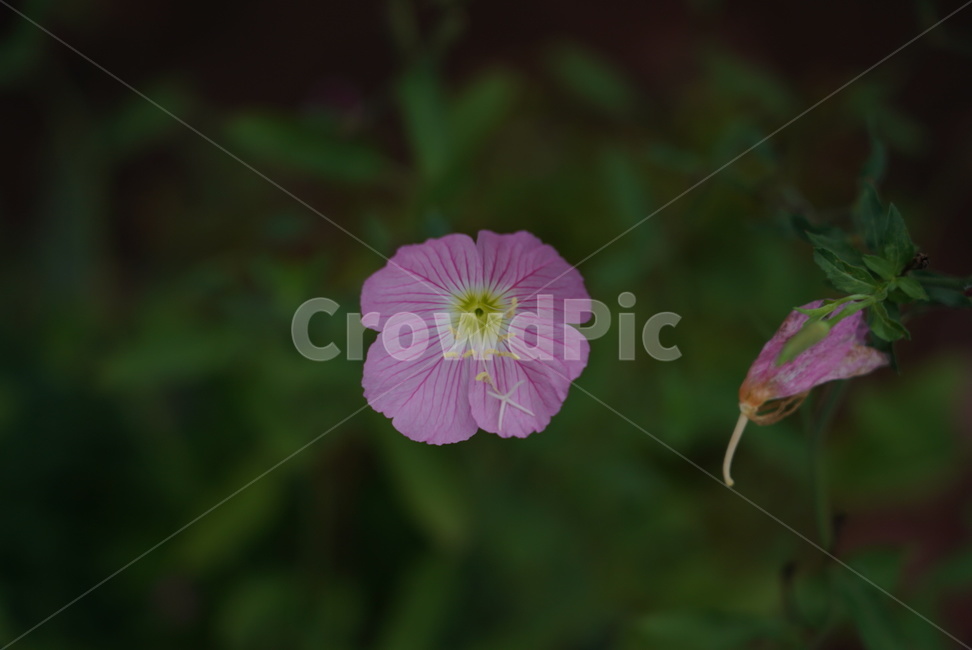 꽃,plant,flower,식물,들꽃,식물,자연,plants,nature,꽃,flower