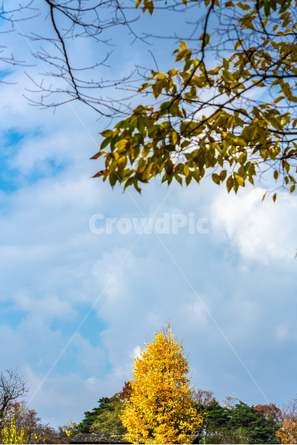 하늘,가을,은행나무,단풍,감성,구름,가을,계절,fall,autumn,season,자연,풍경,nature,landscape,식물,plants,나무,trees,wood