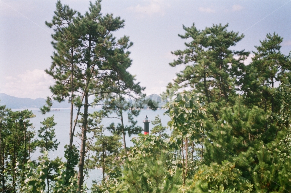 필름,필름카메라,바다,풍경,감성,자연,풍경,nature,landscape,식물,plants,나무,trees,wood,tree,plant