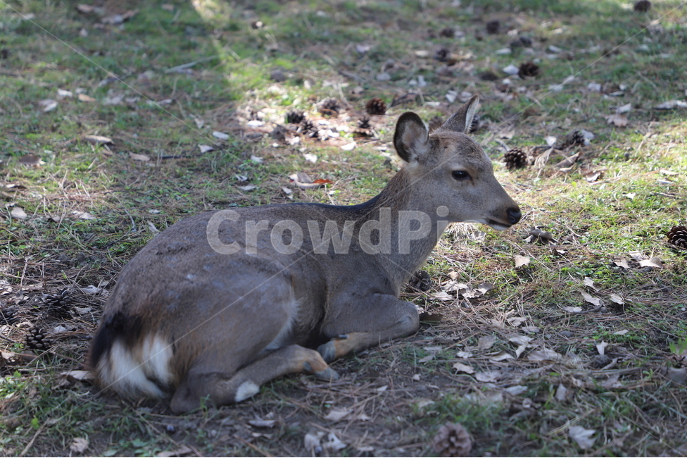 사슴,동물,deer,animal,動物,동물,animal,포유류,mammal
