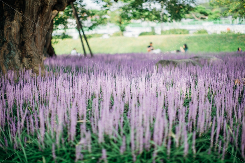 맥문동,꽃,식물,보라색,감성,자연,풍경,nature,landscape,식물,plants,꽃,flower,감성,sensible,feeling,plant