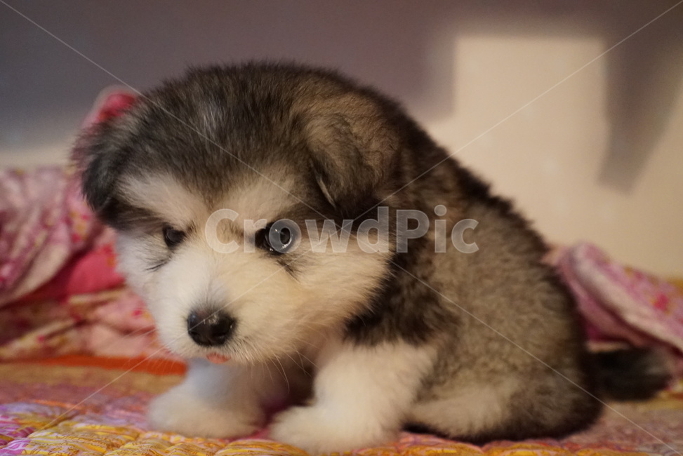 강아지,개,말라뮤트,맬러뮤트,허스키,동물,animal,포유류,mammal,개,강아지,dog,doggy