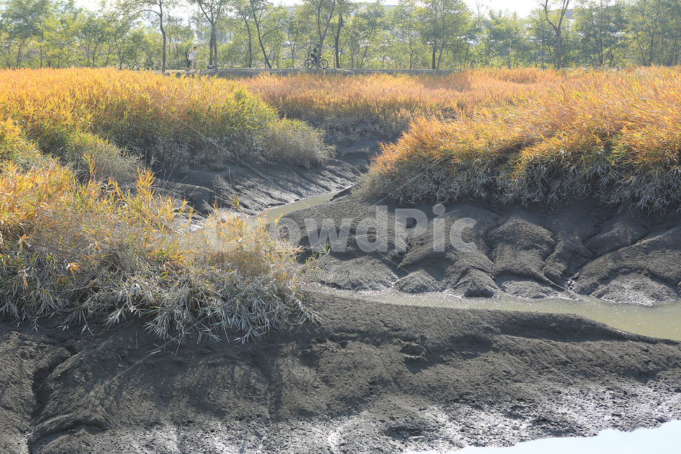 가을,퉁퉁마디,진흙,시흥갯골생태공원,fall,mud,park,가을,계절,fall,autumn,season,자연,풍경,nature,landscape,ground,바닥,plant,식물,vegetation,초목,bush,부시,tree,나무,outdoors,옥외,land,땅