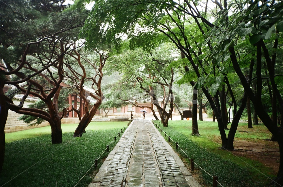 종묘,필름,서울,산책,공원,자연,풍경,nature,landscape,한국자연풍경,한국자연경관,korea nature landscape,한국전통,한국문화,korean traditional,korean culture,랜드마크,landmark,tourist attraction,한국랜드마크,한국관광지,한국명소,korea landmark,korea tourist attraction,walkway,보도,path,통로