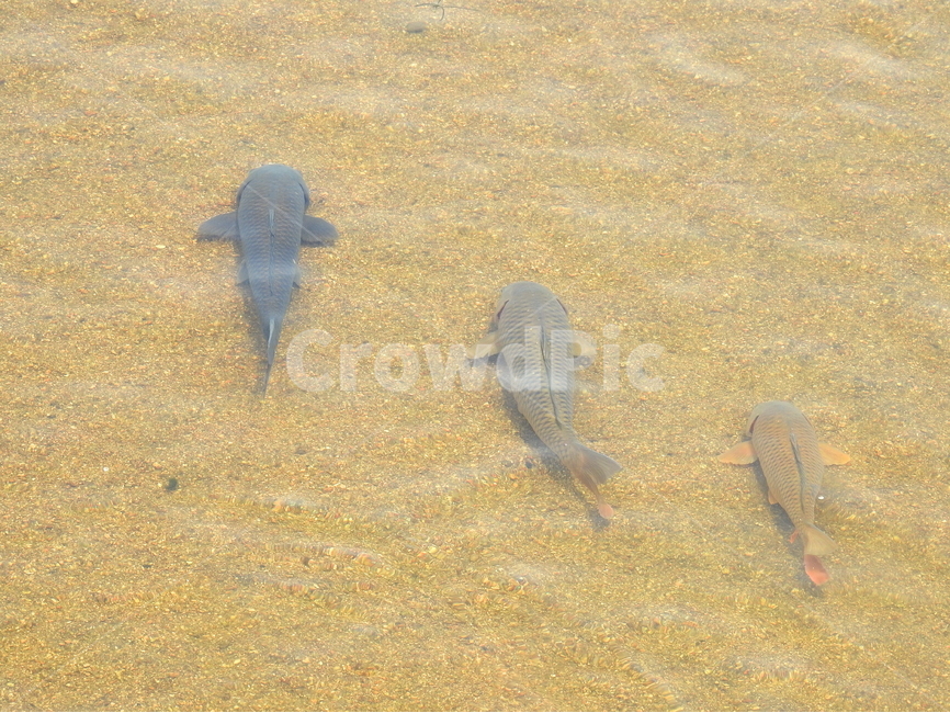 동물,물고기,강,호수,물,자연,풍경,동물,animal,어류,물고기,fish