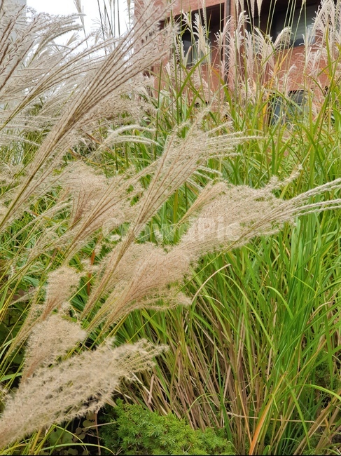 grass,갈대,plant,식물,lawn,잔디,reed,가을,fall