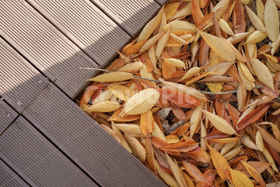가을,단풍,낙엽,메이플,fall,가을,계절,fall,autumn,season,plant,식물,leaf,잎