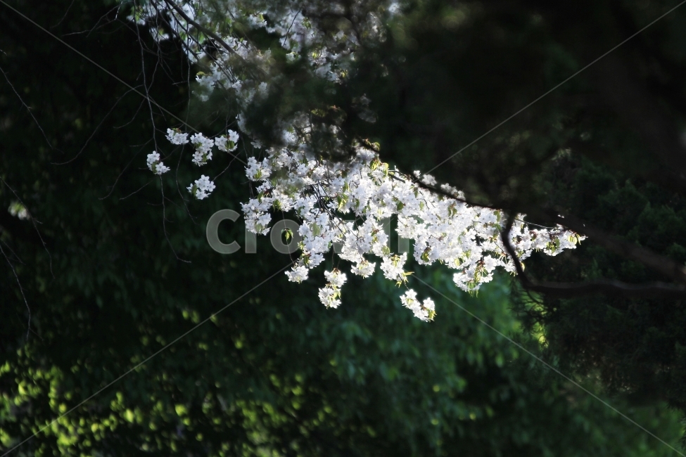벚꽃,봄꽃,능수벚꽃,식물,자연,감성사진,봄,계절,spring,season,식물,자연,plants,nature,꽃,flower,plant,cherry blossom,blossom