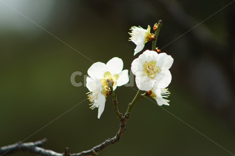 청매화,꽃,봄,감성,나무,식물,자연,plants,nature,꽃,flower