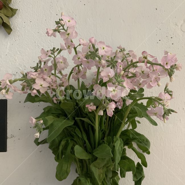꽃,식물,자연,flower,plants,nature