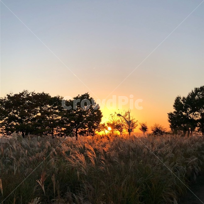 노을,일몰,갈대,갈대밭,나무,공원,하늘,구름,힐링,한강,바람,숲