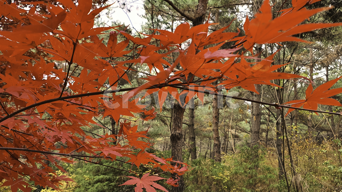leaf,잎,plant,식물,tree,나무,maple,단풍