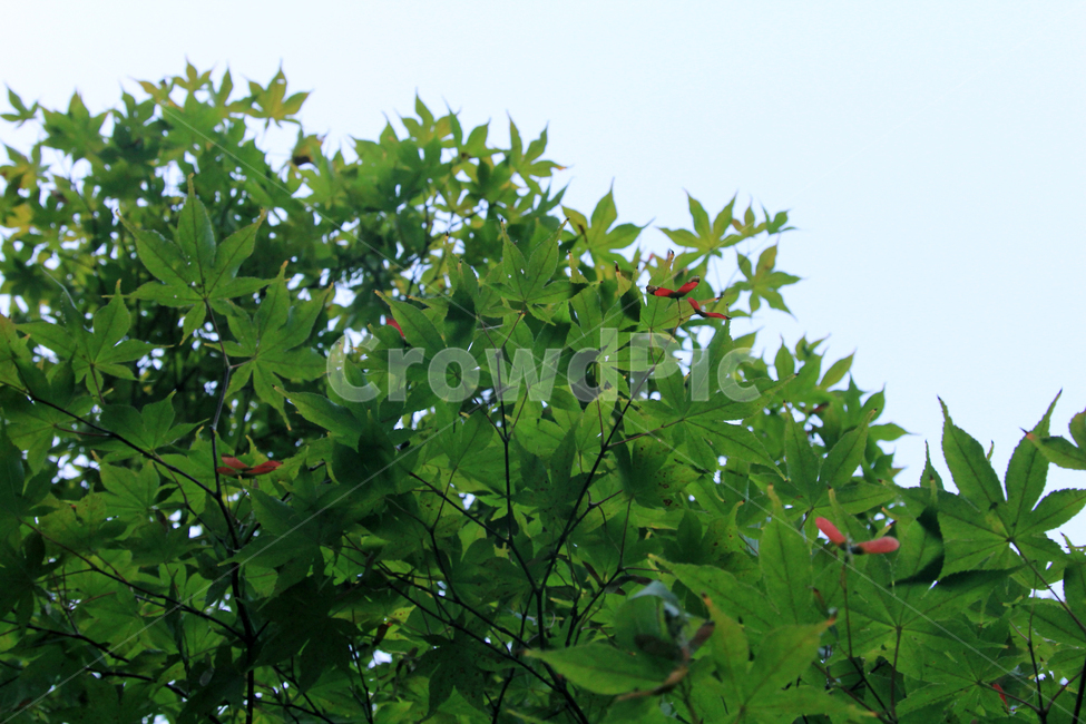 단풍,한국,가을,나뭇잎,maple,leaf,green,식물,자연,plants,nature